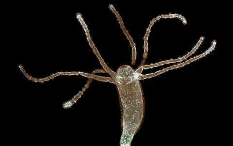 Hydra, małe robaki w akwarium, rozciąga swoje czułki.