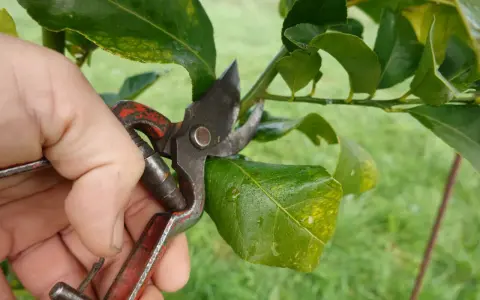 Main d'un jardinier utilisant un sécateur pour la taille d'un oranger, coupant une petite branche.