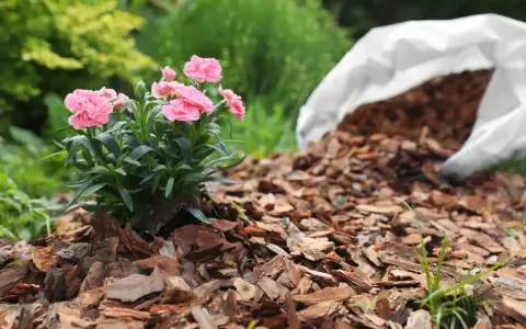 Różowe goździki rosną na rabacie wyłożonej korą, która stanowi naturalny **mulcz**. Obok leży biały worek z resztą materiału.