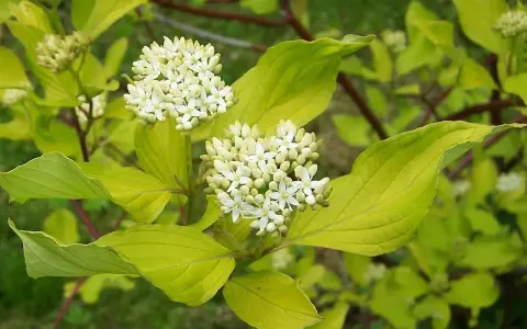 En olvon buske med kluster av små vita blommor och ljusgröna blad.