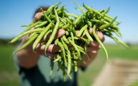 Frische grüne Bohnen, frisch geerntet, ein Zeichen für erfolgreiche Bohnen pflanzen.