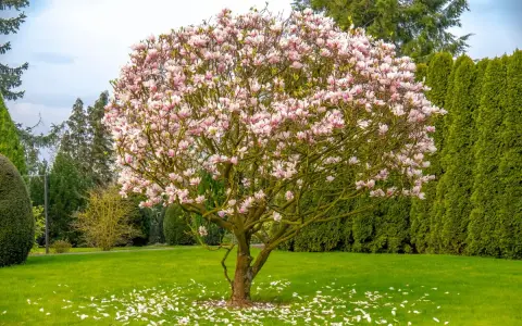 Kwiaty magnolii na tle zieleni – jedne z najpiękniejszych drzew do ogrodu. Płatki opadły na trawę, tworząc dywan.