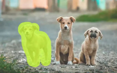 Trzy szczenięta siedzą na ziemi. Jedno z nich jest zaznaczone zielonym obrysem, jakby przygotowywano je do wycinania obrazu.