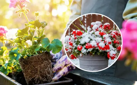 Kiedy sadzić pelargonie? Wiosną, gdy minie ryzyko przymrozków. Unikaj sadzenia w śniegu, jak na zdjęciu!