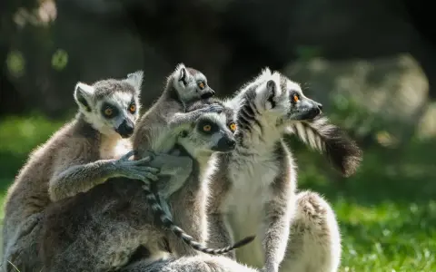Rodzina lemurów wesoło bawi się w lemur park rumia.