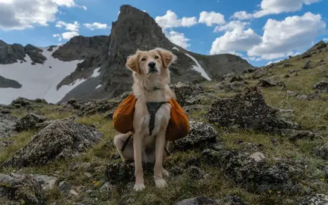 Zakopane z psem: Gdzie legalnie w Tatry? Uniknij mandatu!
