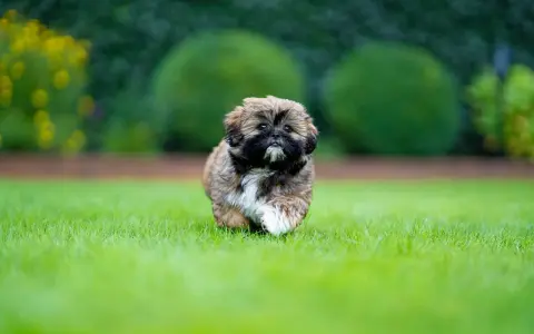 Shih tzu szczeniak: Wychowanie, pielęgnacja i zdrowie. Kompletny poradnik