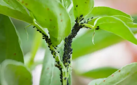 Una plaga de pulgones negros cubre el tallo y las hojas de una planta verde.