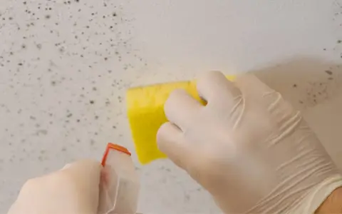 Mani guantate spruzzano un prodotto su un muro ammuffito e lo puliscono con una spugna gialla. Ecco come togliere la muffa dai muri.