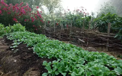 Rader av späda plantor för vintersallad odla i en dimmig trädgård. Bakom syns en flätad trädstam och rosa blommor.