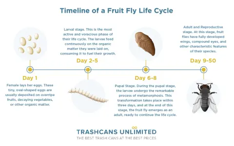 Timeline of a fruit fly life cycle: eggs, larvae, pupa, and adult fly. This shows the complete transformation from tiny eggs to a mature insect.