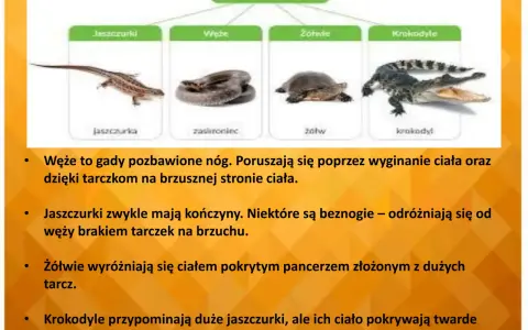 Żółw: Gad czy płaz? Poznaj 4 kluczowe różnice!