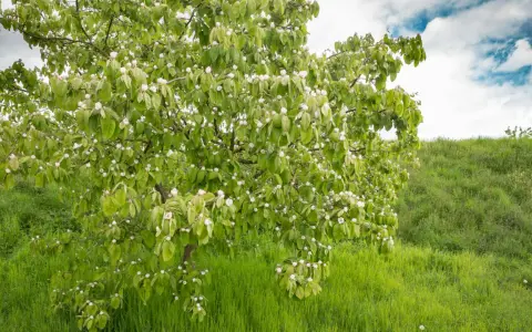 Ein blühender Quittenbaum im Frühling, bereit für den Quittenbaum schneiden. Grüne Wiese und bewölkter Himmel.