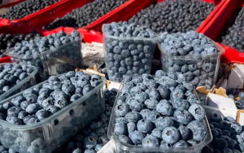 Mnóstwo borówek amerykańskich w plastikowych pojemnikach i czerwonych skrzynkach. Pamiętaj o borówka amerykańska przeciwwskazania, jeśli masz problemy z krzepliwością krwi.
