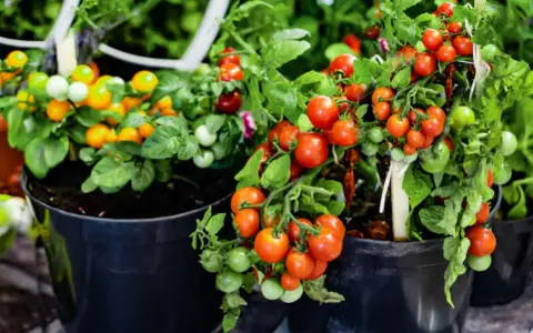 Pots overflowing with ripe red and green tomatoes, showcasing how to grow tomatoes in pots for a bountiful harvest.