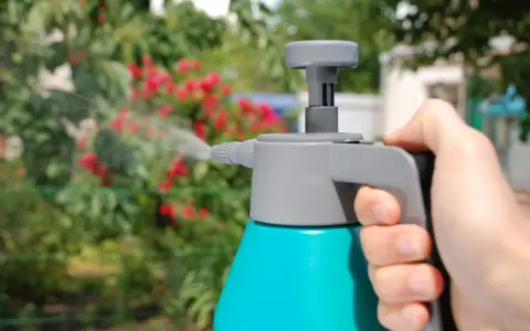 Mano sujetando un pulverizador azul y gris, rociando agua sobre un arbusto con flores rojas. Se puede fumigar en floración para proteger las plantas.