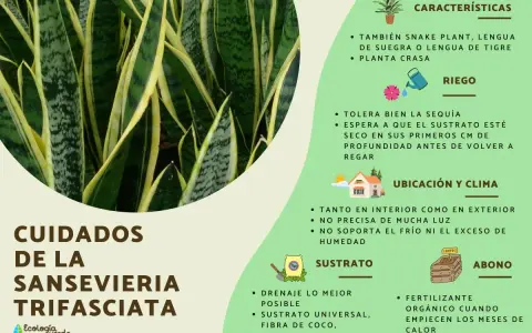 Guía de cuidados de la lengua de suegra: riego, sustrato, ubicación y abono para esta planta resistente.