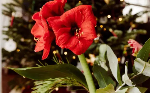 Två röda amaryllisblommor med julgran och ljus i bakgrunden. En påminnelse om hur vattnar man amaryllis för att den ska trivas.