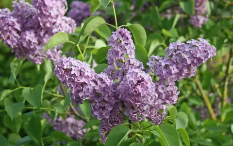 Zarte lila Blütenrispen des Flieders, ideal, um den Duft im Garten zu vermehren.