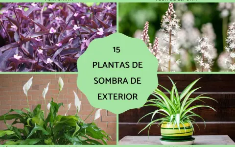 Plantas de sombra exterior grandes: purpurina, flor de espuma, lirio de paz y lazo de amor.