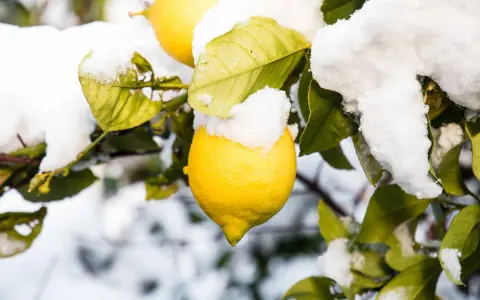 Citronnier sous la neige, un contraste saisissant entre le soleil et la température glaciale. Les citrons jaunes brillent malgré le froid.