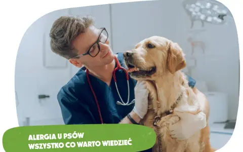 Alergia na psa objawy – rozpoznaj objawy i uniknij problemów zdrowotnych