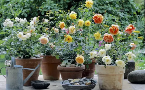 Blühende Rosen im Garten, in verschiedenen Töpfen arrangiert. Zarte Pfirsich-, Gelb- und Cremetöne erfreuen das Auge.