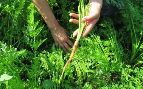 Mani che raccolgono una carota fresca dal campo, un momento perfetto quando si raccolgono le carote.