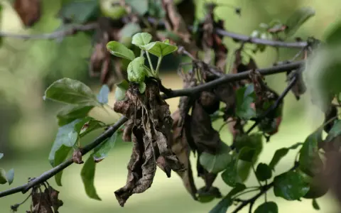 Feuilles de pommier mortes et vertes, signe d'un traitement nécessaire.