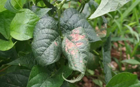 Feuilles de haricots verts atteintes de mildiou, présentant des taches brunâtres et une déformation.