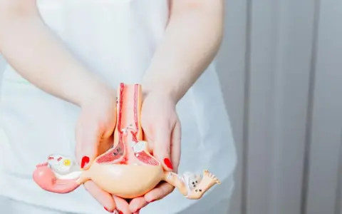 Model anatomiczny narządów rodnych kobiety trzymany w dłoniach.