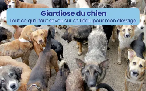 Un groupe de chiens, certains semblant malades, avec un bandeau "Giardiose du chien : tout ce qu'il faut savoir sur ce fléau pour mon élevage".