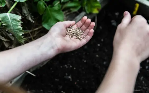 Händer håller frön redo att planteras i jorden, en perfekt aktivitet så i maj.