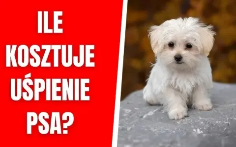 Ile kosztuje uśpienie psa u weterynarza? Ceny i ważne informacje