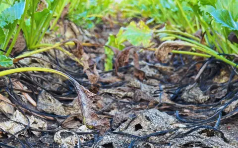 Zwiędłe liście i łodygi buraków cukrowych, z widocznym chwościkiem buraka na pierwszym planie. W tle zielone liście.