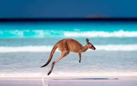 Kangur w skoku na plaży, symbol dzikich zwierząt w Australii. Błękitne morze i biały piasek tworzą tło dla tego niezwykłego widoku.