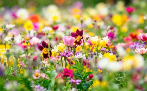 Un campo vibrante de flores silvestres en mayo, mes de las flores, estalla en colores: rosas, amarillos, blancos y morados.