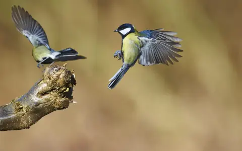 Un carbonero común despega de una rama, sus alas extendidas capturan el aire. Otro carbonero común vuela en el fondo.