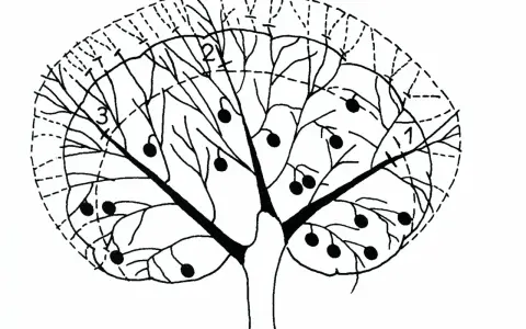 Schema di un albero di agrumi con frutti e indicazioni per la potatura. Il periodo ideale per la potatura agrumi è fondamentale per la salute della pianta.