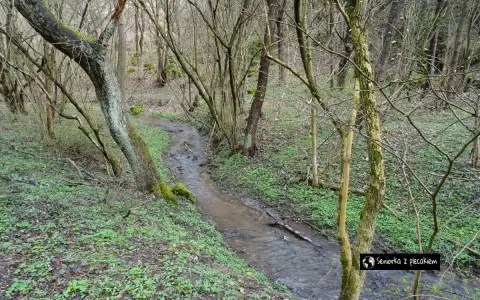Wąski strumień płynie przez zieloną dolinę kluczwody, otoczony nagimi drzewami i młodą roślinnością.