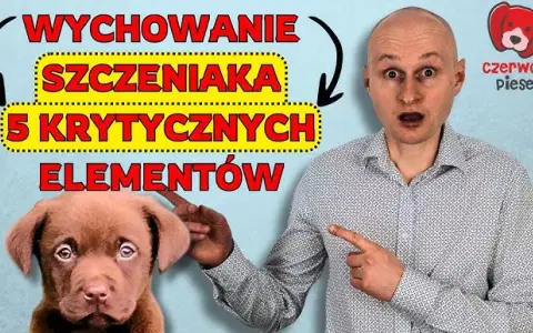 Jak wychować szczeniaka? Kompletny poradnik krok po kroku!