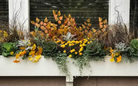 Herbstliche Bepflanzung in einem 80 cm Blumenkasten: gelbe Chrysanthemen, Gräser, Zierkohl und Herbstlaub.