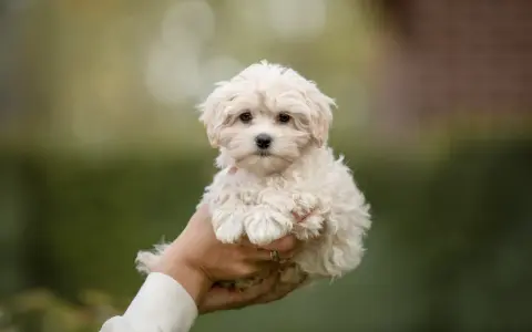 Maltipoo włosy czy sierść – poznaj prawdę o ich pielęgnacji