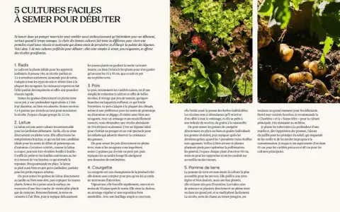 Des courgettes poussent dans un potager, limitant les mauvaises herbes. Le texte donne des conseils pour débuter au jardin.