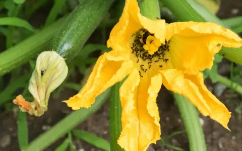 Des fourmis envahissent la fleur de courgette, un problème pour éliminer les fourmis dans les plantes.