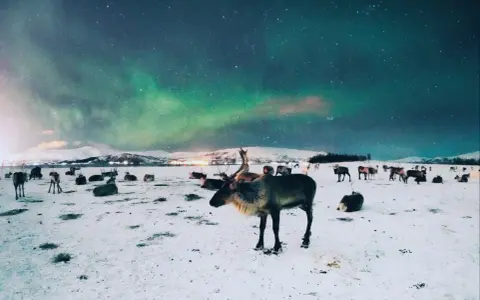 Stado reniferów na śniegu pod zorzą polarną w Tromsø, Norwegia.