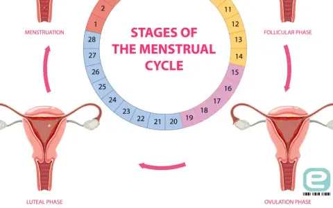 Ilustracja przedstawia cykl miesiączkowy: menstruację, fazę folikularną, owulację i fazę lutealną, z zaznaczonymi dniami cyklu.