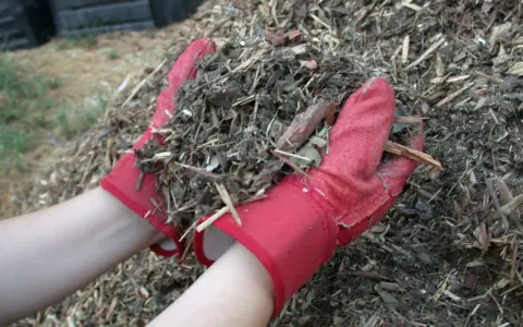 Ręce w czerwonych rękawiczkach trzymają garść materiału, który posłuży jako mulcz.