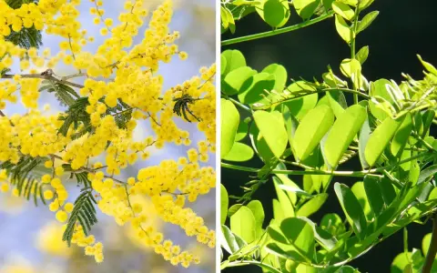 Links: Akazie mit gelben Blüten. Rechts: Robinie mit grünen Blättern. Der Unterschied zwischen Akazie und Robinie ist deutlich.