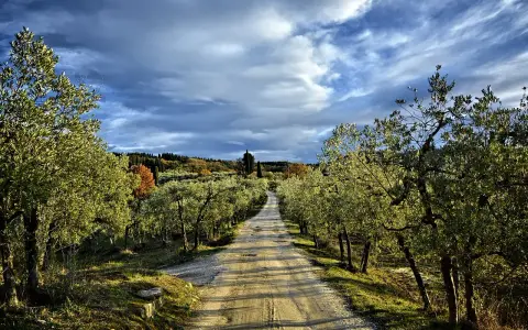 Strada sterrata fiancheggiata da ulivi, un invito a percorrere la via romea sanese sotto un cielo drammatico.